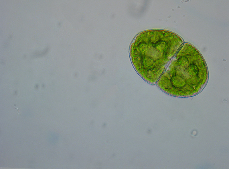 Desmidiacee e non solo...